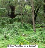 Writing Vignettes on a Gumleaf