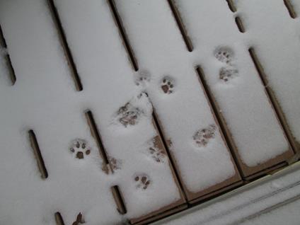 Lady Ghost and Lil-Cat