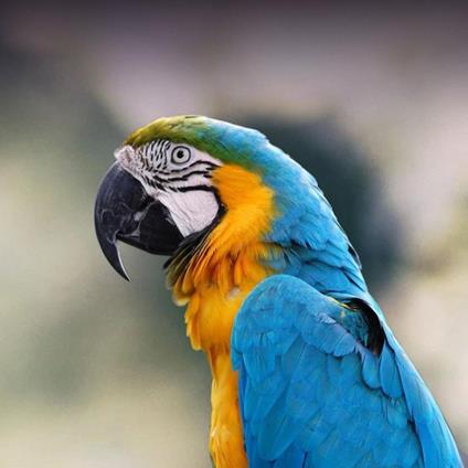 Macaws - Breeding & Care Guide