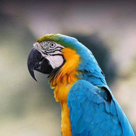 Macaws - Breeding & Care Guide