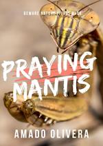 Praying Mantis