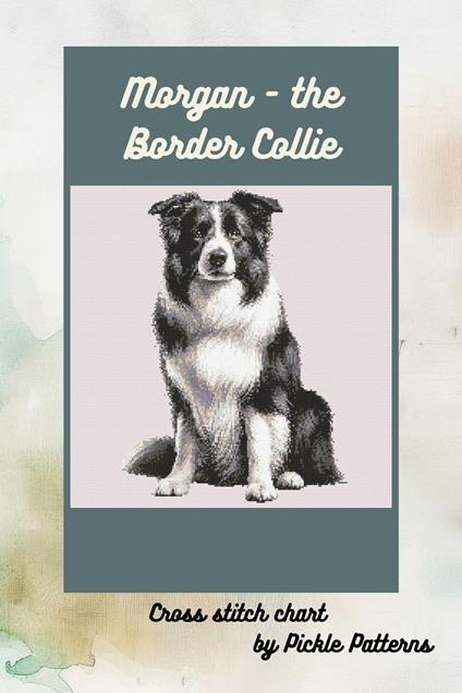 Morgan the Border Collie