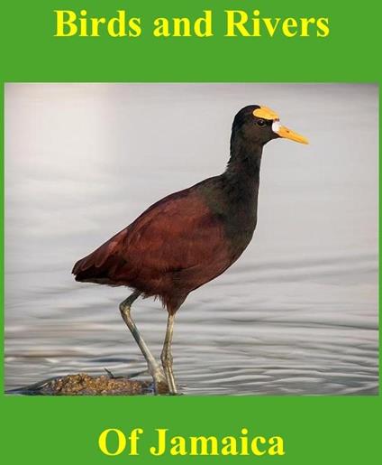 Birds and Rivers of Jamaica