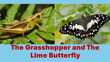 The Grasshopper and The Lime Butterfly