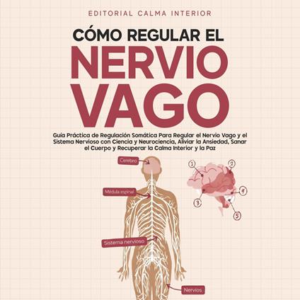 Cómo Regular el Nervio Vago