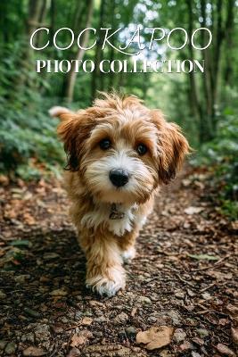 Cockapoo Photo Collection: Beautiful Full-Page Pictures of Cockapoos and Puppies for All Ages (Simple Photo Books). - Ymi Collection - cover
