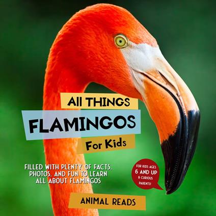 All Things Flamingos For Kids