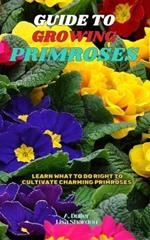 Guide to Growing Primroses