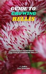Guide to Growing Bellis: Learn what to do right to cultivate charming Bellis