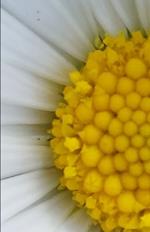 Flowers and wildflowers