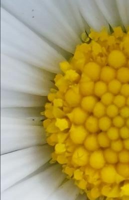 Flowers and wildflowers - Ivan Mellace - cover