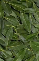 Bay Leaf Journal