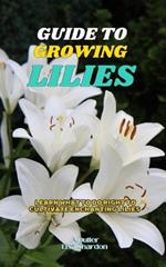 Guide to Growing Lilies: Learn what to do right to cultivate enchanting Lilies