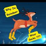 Why Do Reindeer Wear Socks ?