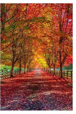 Harmony In Transition - cover