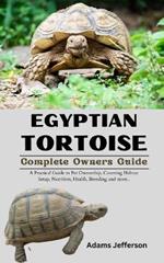 Egyptian Tortoise