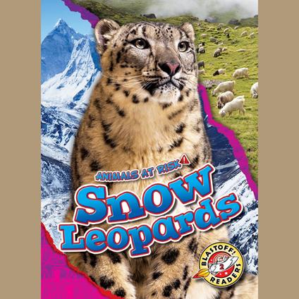 Snow Leopards