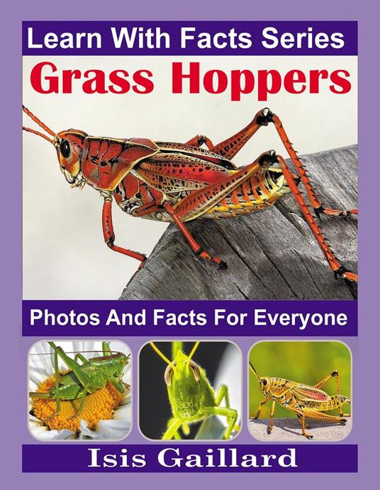 Grasshopper Photos and Facts for Everyone