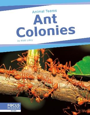 Ant Colonies - Matt Lilley - cover