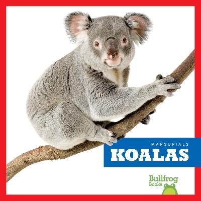 Koalas - Natalie Deniston - cover