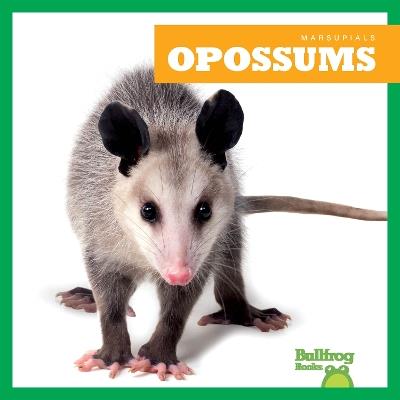Opossums - Natalie Deniston - cover