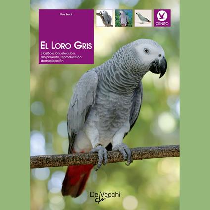 El loro gris