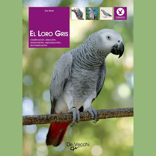 El loro gris