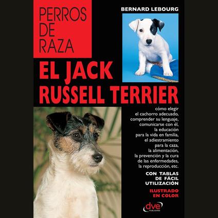 El Jack Russell terrier