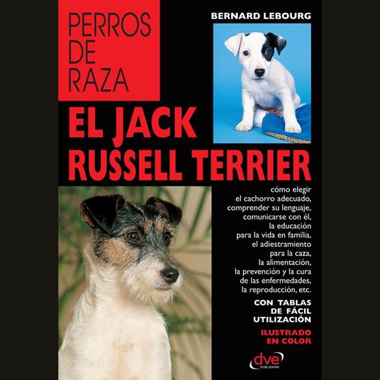 El Jack Russell terrier