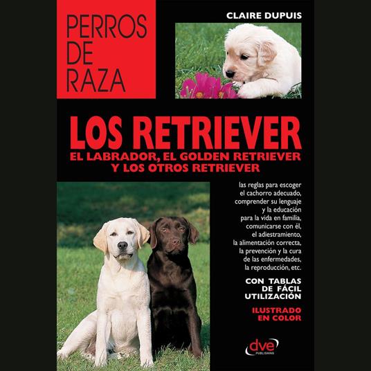 los retriever el labrador, el golden retriever y los otros retriever