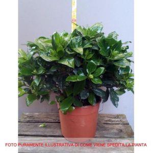 PERAGASHOP 1 PIANTA di Gardenia Vaso 14CM arbusto Fiori profumatissimi - ND - Casa e Cucina | IBS