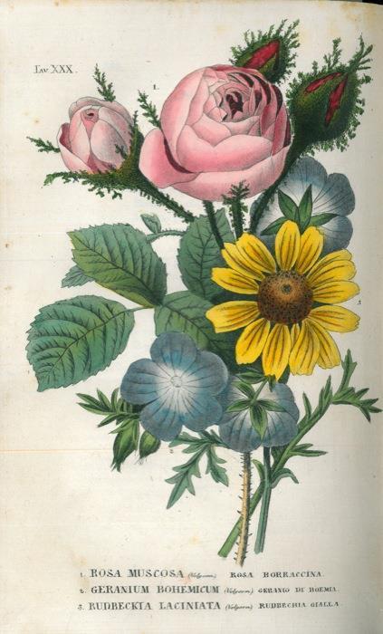 L Antotrofia Ossia La Coltivazione De Fiori Antonio Piccioli Libro Usato Batelli E Figli Ibs